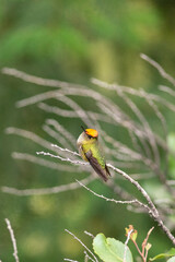 Colibri Austral,  posando en una rama en la Patagonia, Argentina. 