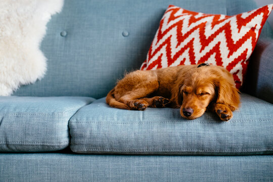 Mini Golden Doodle puppy lying on blue couch