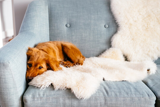 Mini Golden Doodle puppy lying on blue couch