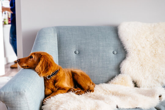 Mini Golden Doodle puppy lying on blue couch