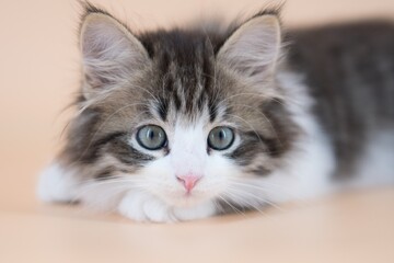 Fototapeta na wymiar Siberian cat on colored backgrounds