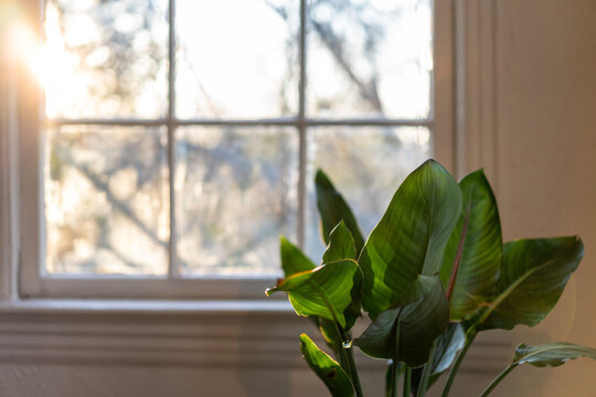 Sunlight kissing a houseplant