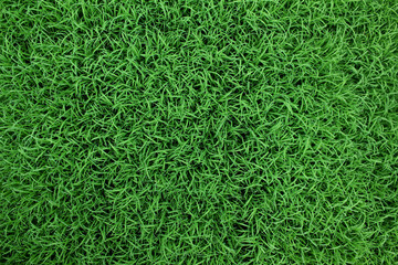 spring season abstract natural background of green rice farm close up with water drop . grass with water drops . 