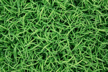 spring season abstract natural background of green rice farm close up with water drop . grass with water drops . 