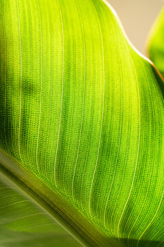 A closeup of a backlit leaf