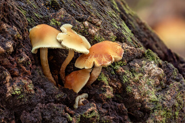 Small apricot & cream fungi growing on a mossy tree trunk - NSW, Australia
