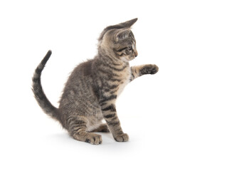 Cute tabby kitten on white background