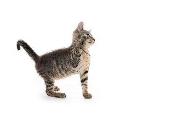 Cute tabby kitten on white background