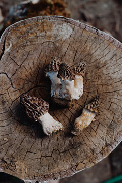 Morel mushrooms on a tree stump