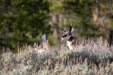 Pronghorn buck on an open meadow