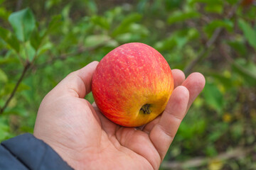 Ripe apple on the hand of the gardener.