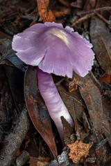 Porpolomopsis lewelliniae (Mauve Splitting Wax-cap) fungus growing in leaf litter - NSW, Australia