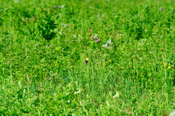 Lone American Goldfinch Bird Hangs onto Stem of Green Plant in the Prairie Showing Off Its Yellow and Black Feathers on Beautiful Summer Day in Stunning Meadow Landscape View