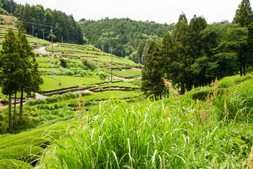 Fototapeta premium 茶畑