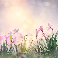 Obraz na płótnie Canvas Pink rain Lily Flowers in the garden