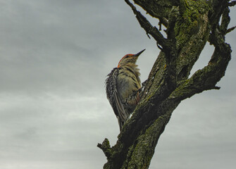 Red-Bellied Woodpecker Bird Scales a Bare Tree Trunk as a Storm Rolls in With Gray Dark Clouds in...