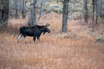 Portrait of young bull moose