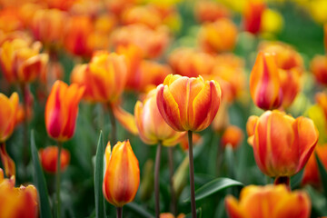 Obraz premium Orange tulip flowers close up. Selective focus