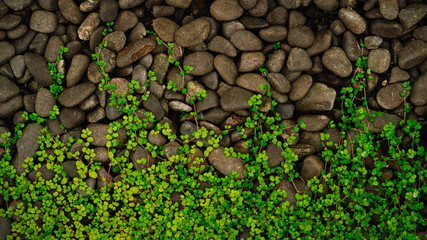 Soleirolia or better known as baby or angel's tears on wall full of rocks. Background