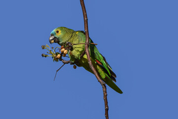 turquoise-fronted amazon (Amazona aestiva) in the wild