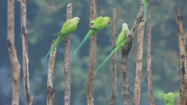 parrots in forest chilling .