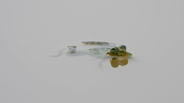frog in water and swimming ..
