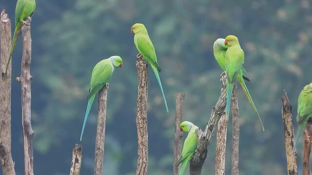 parrots in ground and chilling .