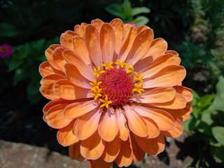 picture of profusion double deep salmon zinnia flower. lime orange color