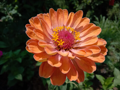picture of profusion double deep salmon zinnia flower. lime orange color