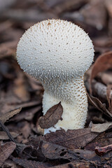 Lycoperdon perlatum puffball - NSW, Australia - the mature puffball becomes brown & a hole in the top opens to release spores in a burst when compressed by touch or falling raindrops.