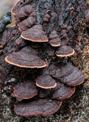 Tiny, almost black, polypore brackets (with pink pores), growing on burnt trees - Fomitopsis...