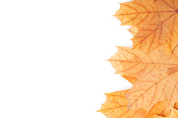 autumn maple leaf frame border isolated on white background. above view. studio shot