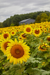 Fototapeta premium Sunflower field vertical image with many flowers turning toward the sun