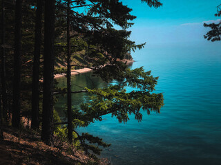 tree on the lake