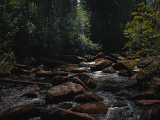 stream in the forest