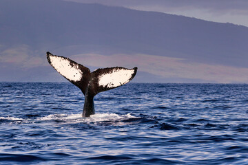 Distintively marked white andblack humpback whale tail seen on a whale watch on Maui.