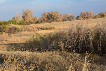 Dry autumn afternoon Colorado landscape of trees, bushes and prairie grasses