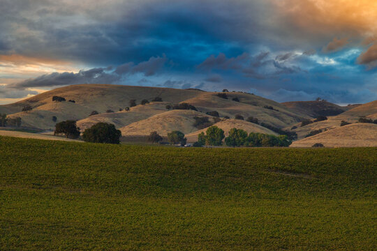 Vineyards in Paso Robles California