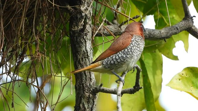 scaly-breasted munia in Nest ..