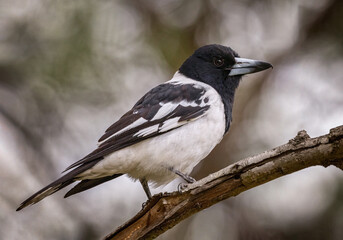 Pied Butcherbird (Cracticus nigrogularis) perched on a branch - NSW, Australia - its flute-like song has been described as ‘one of the finest in the world’.