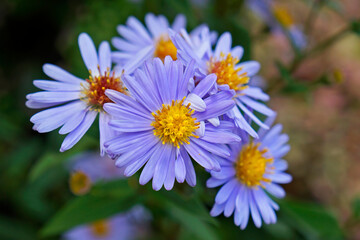 Fototapeta premium European Michaelmas-daisy flowers (Aster amellus) 