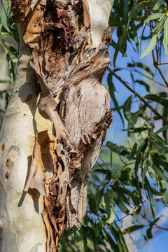 Such amazing camouflage, you can hardly see it  - Tawny Frogmouth (Podargus strigoides) perched in a Eucalyptus tree - Bargara, QLD, Australia