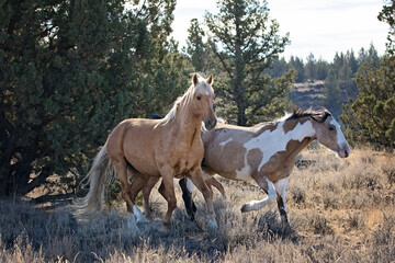 Wild horses living in the high desert of Eastern Oregon, Steens Mountain