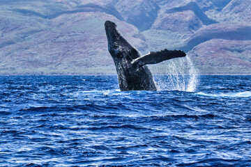 Fototapeta premium Exhuberant side view of a very large humpback whale breaching with extended pectoral fin.