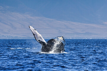 Fototapeta premium Large humback whale falling over backwards while breaching.