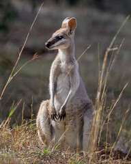 Pretty-Faced Wallaby, or Whiptail Wallaby, (Macropus parryi) sitting in the late afternoon sun - Cania Gorge, QLD, Australia © Anne Powell