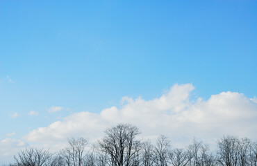 冬 桜 枝 空 つぼみ Wall Mural Wallpaper Murals Kssm Tomo 冬 桜 枝 空 つぼみ Wall Mural Wallpaper Murals Kssm Tomo