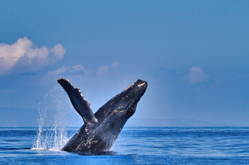 Naklejka premium Side view of a humpback whale breaching with pectoral fin extended.