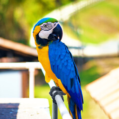 Parrot Bird Guacamayo
