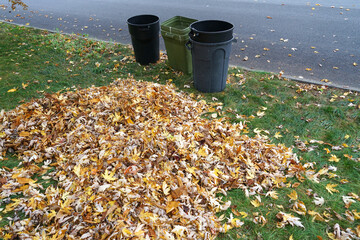 fallen leaves in autumn season in garden to be collected in container